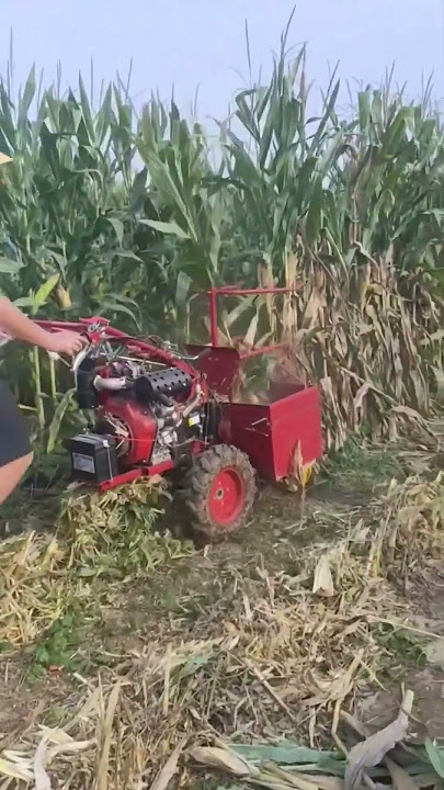 Mesin Panen Jagung Mini #shorts #shortvideo #pertanian #agriculture #sawah #jagung #farming