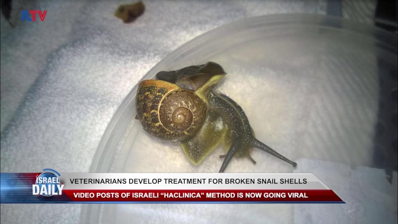 How To Help A Snail With A Broken Shell