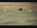 Wolf Harassed by Coyotes... and Bison join in!