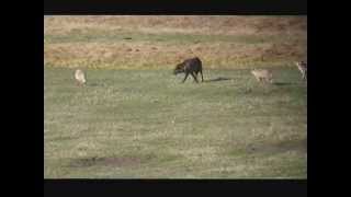 Wolf Hared By Coyotes... And Bison Join In
