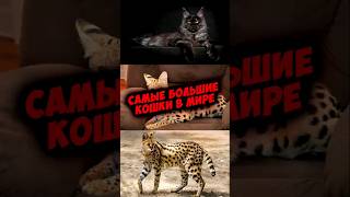 Самые крупные кошки в мире #рек #животные #рекомендации #котики #shotrs #врек #хочуврек #кот #кошки