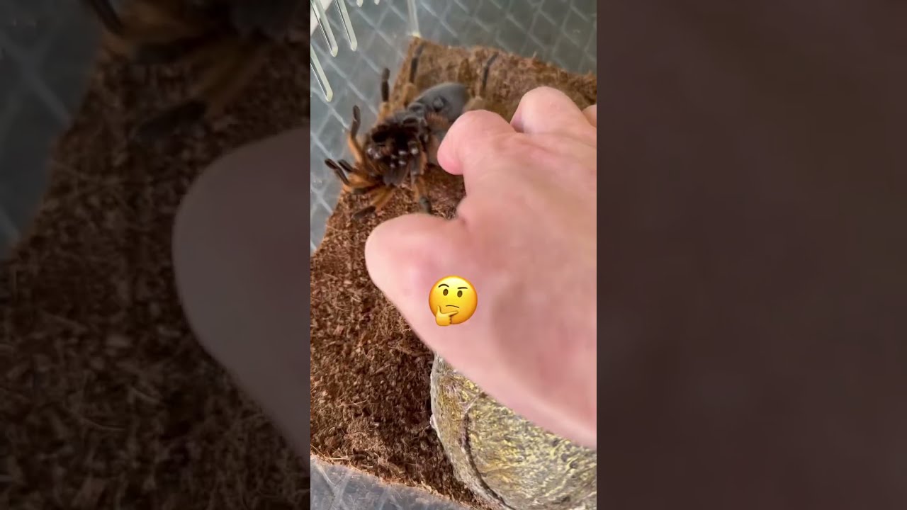 Is My Pet Tarantula Dead Shorts Spider