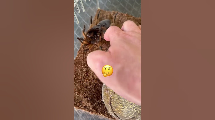 Is My Pet Tarantula Dead?!😱🕷️#shorts #spider