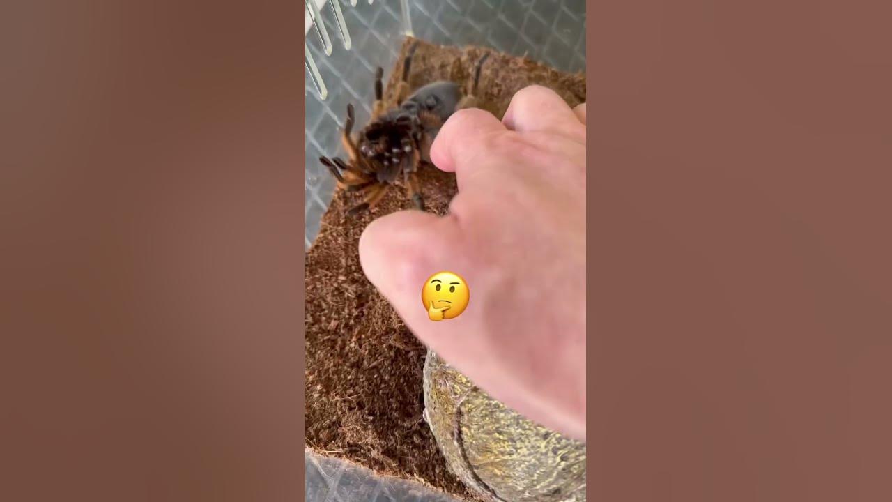 Is My Pet Tarantula Dead?!😱🕷️#shorts #spider