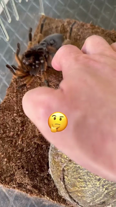 Is My Pet Tarantula Dead?!😱🕷️#shorts #spider