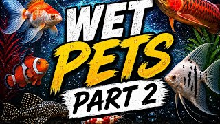 Exotic Fish Stock Update All Variety Fish Video Detailed 