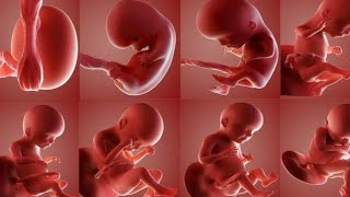 مراحل تطور نمو الجنين كما لم ترها من قبل