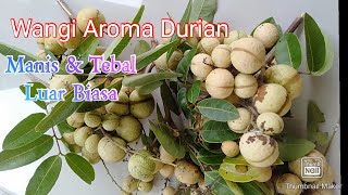 Panen kelengkeng Aroma Durian Depan Rumah,Manis dan Tebel Daging buahnya👍