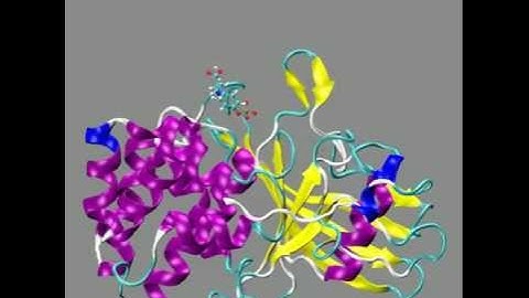 Binding/unbinding of phosphotyrosine from PTP1B
