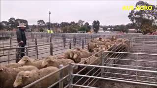 AUS AGRO Y EL MANEJO DEL GANADO OVINO EN AUSTRALIA.