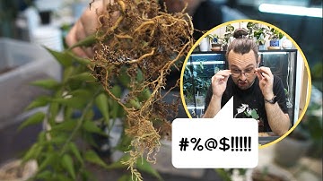 I found root mealybugs on my Hoyas... 🫠 AGAIN.