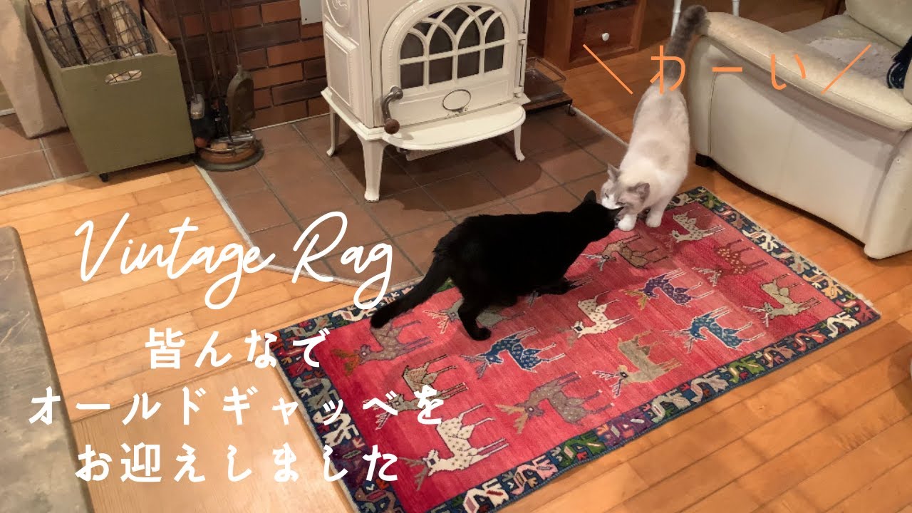 暮らしのvlog｜自分に優しい1週間｜ヴィンテージの絨毯をお迎えしました｜実家にクロネコの赤ちゃんがやってきた｜ワイナリーの収穫祭へ