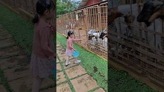 #kambing #kambingmakan #kebunbinatang #wortel #liburanseru #shortvideo #fypshorts #creatorshort #fun