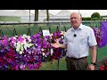 Petunia flash forward  syngenta flowers