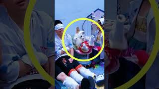 SMART DOG HELPS ITS OWNER BECOME A “DOCTOR”