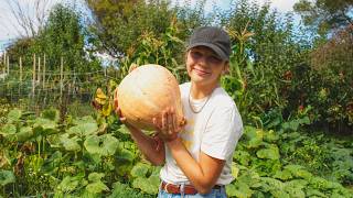 Harvesting Pumpkins From My Homestead in Tasmania