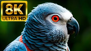 Птица рая - 8K (60 кадров в секунду) Ultra HD - с расслабляющей музыкой (красочно динамичной)