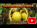 Golden 8 guava salmon plan nursery (WB) West Bengal Kolkata