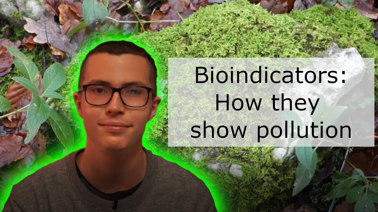 What Lichen and Moss tell you about pollution: Bioindicators in action!