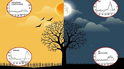 Cosa regolano i ritmi circadiani?