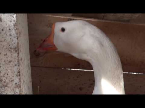 Видео: Домашни гъски - Горки гъска