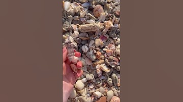 Thumbnail of beautiful Shell ✨🐚 sea shells beach view 🌈🇦🇪#trending #lifestyle #beach #viral #mylife #shorts