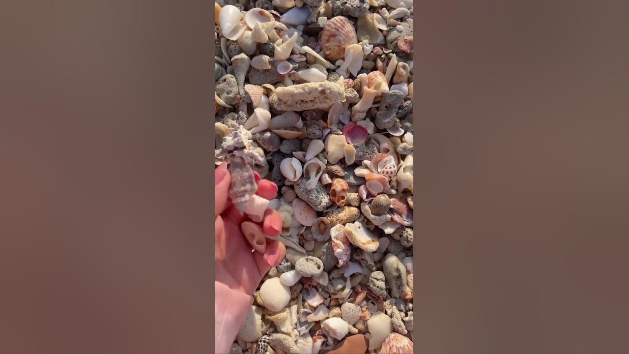 beautiful Shell ✨🐚 sea shells beach view 🌈🇦🇪#trending #lifestyle #beach #viral #mylife #shorts