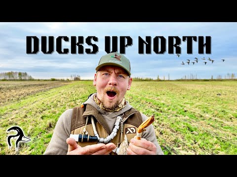 Ducks Up North (BAND)