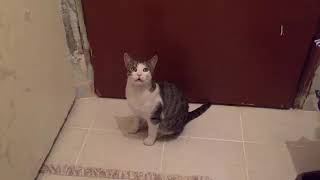 Dişari Çikmak İçi̇n Numaradan Ağlayan Kedi̇