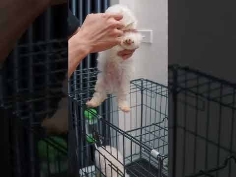 Video: Cách làm sạch vết thương trên chó: 15 bước (có hình ảnh)
