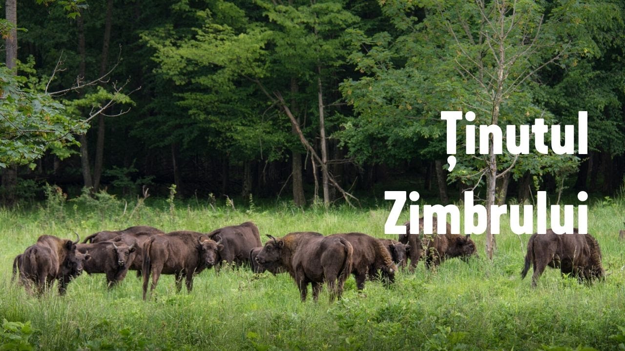 Ținutul Zimbrului / The Land of Bisons