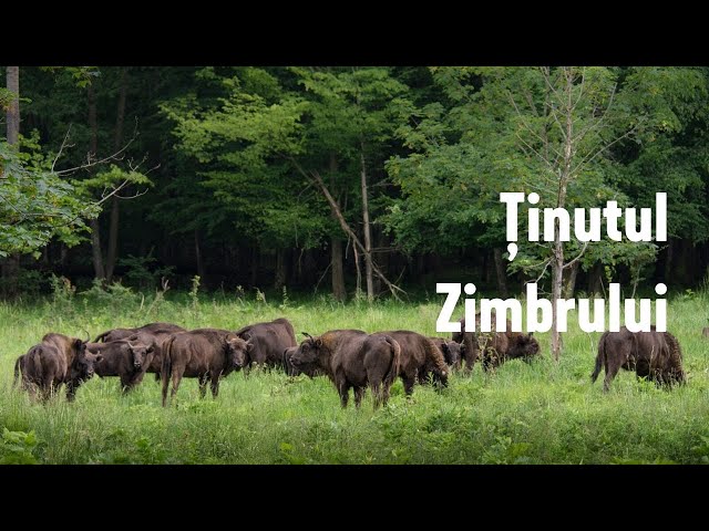 Ținutul Zimbrului / The Land of Bisons