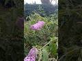 Le papillon colibri, morosphinx. Prise de vue au ralenti, c'est magnifique !