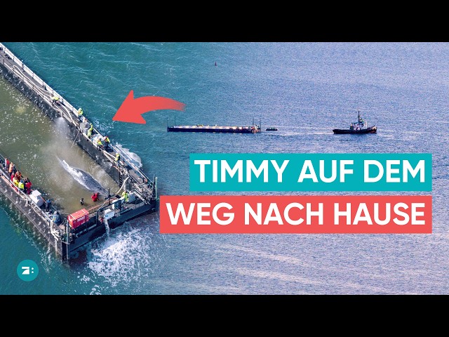 Timmy ist im schwimmenden Aquarium: Noch 400 Kilometer bis zum Atlantik