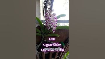 Lan Ngọc Điểm - Lan Nghinh Xuân Màu Hồng, Màu Tím | MienTay67ag - Shorts