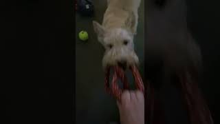 Scottish Terrier pulls the paw trick