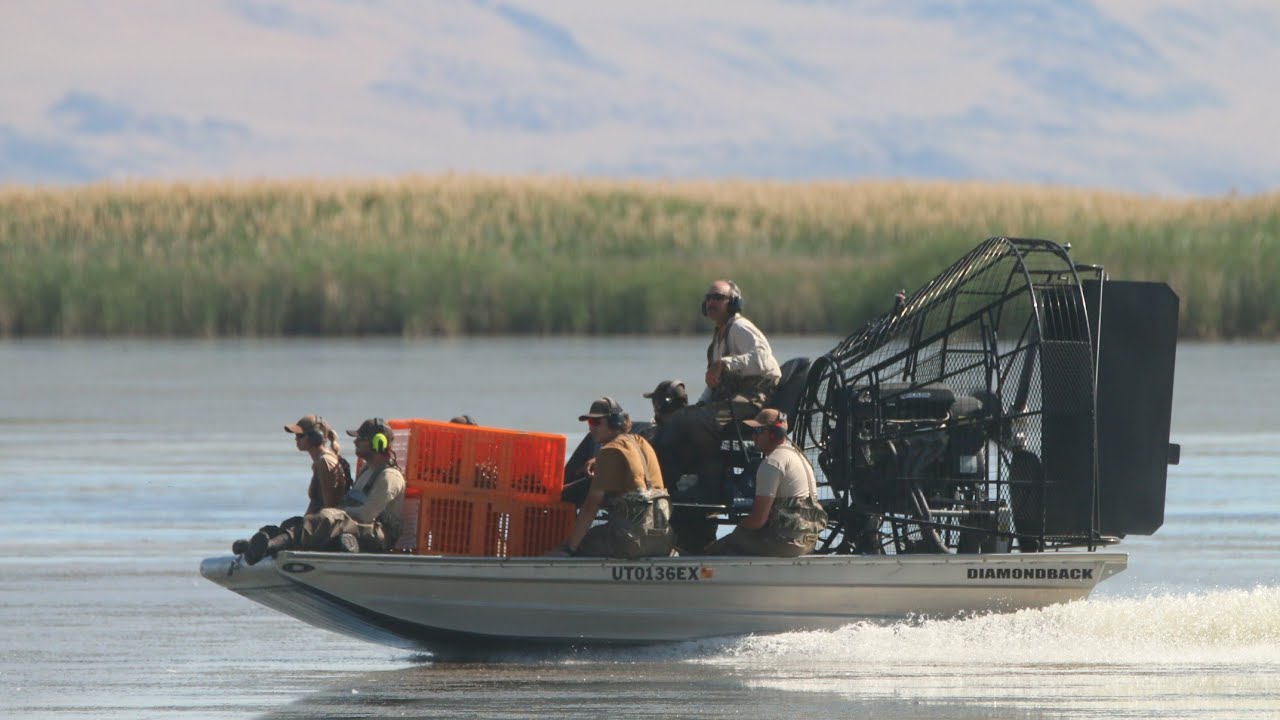 Catching Canada Geese With Airboats