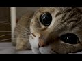 襲ってきます😸
