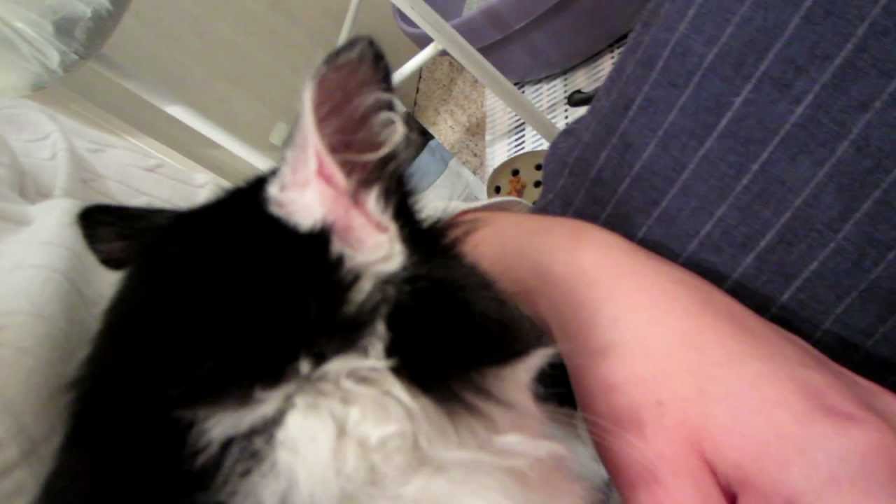 catnip oil Talking Cats New Edition! Meet Griffin!