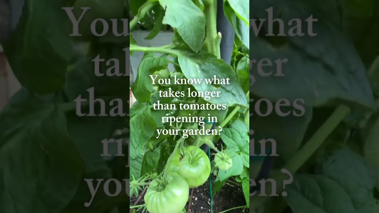 If you’re waiting on your tomatoes to turn red you’re not the only one😂