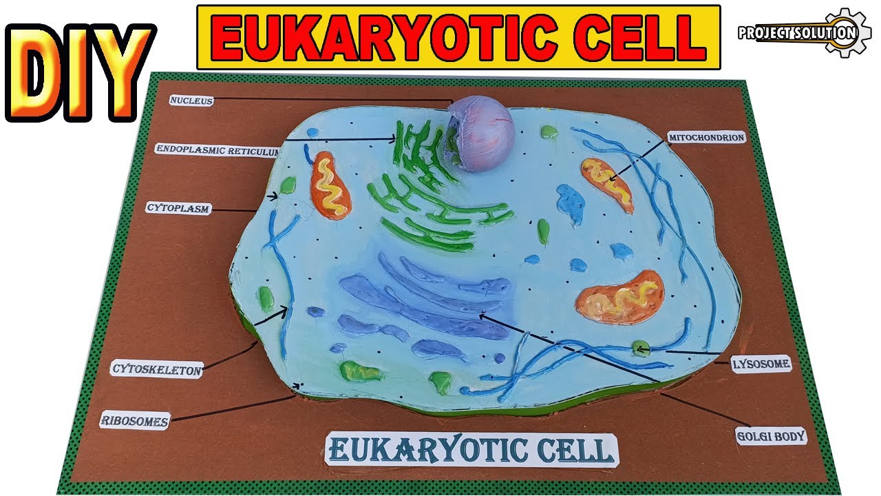 HOW TO MAKE 3D MODEL OF EUKARYOTIC CELL PLANT CELL PROJECT 