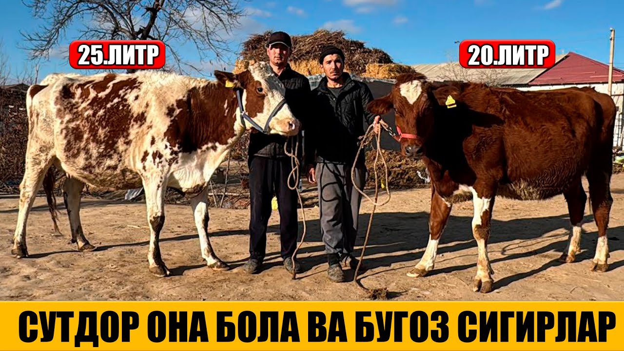 СУТДОР ОНА БОЛА ВА БУГОЗ СИГИРЛАР АРЗОН НАРХДА 15-01-2026