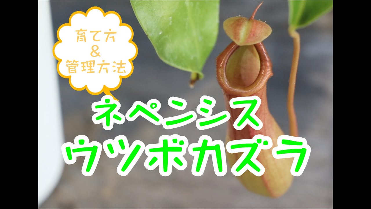 ネペンシス ウツボカズラ 育て方 管理方法 Youtube