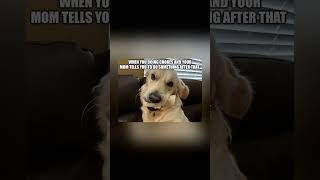 Bruh dog 😂 #Memes #Shorts