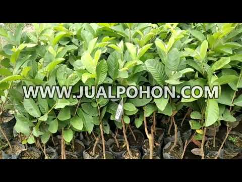 Bibit Buah Jambu Kristal Stok Banyak Siap Tanam