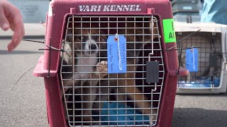 Street Dog Hero brings 25 dogs from overcrowded Oklahoma shelter to Bend