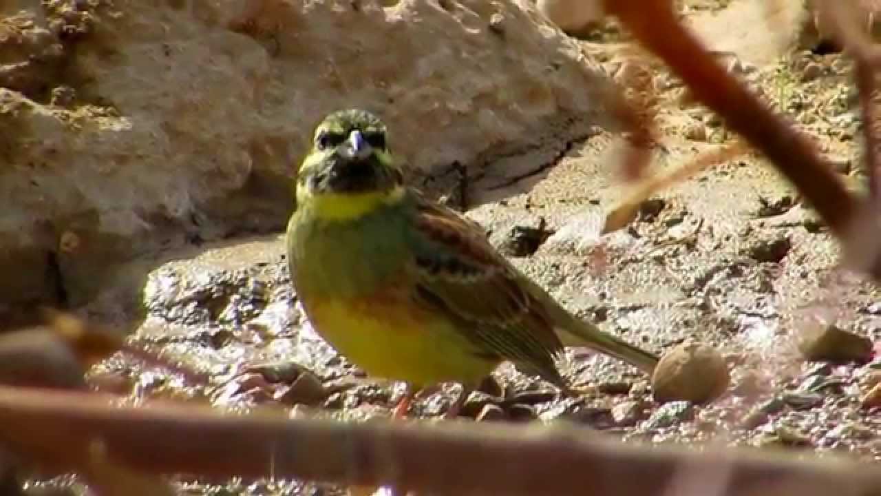 Birds of Morocco: Cirl bunting  درسة الأشجار