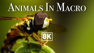 🤯 [ 8K ] AMAZING ANIMALS in MACRO (8K Ultra HD)(Relaxing Music) screenshot 1