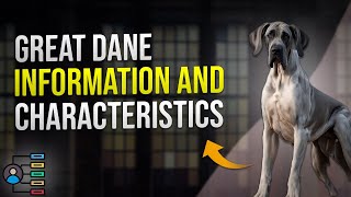 Great Dane Information and Characteristics