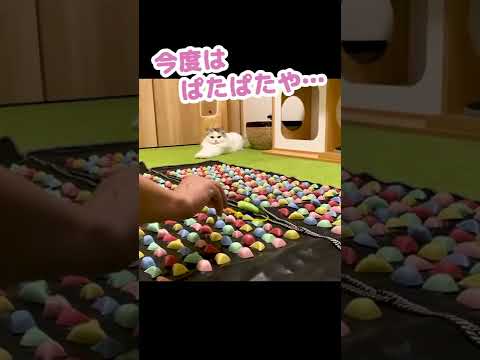 足ツボマットの上で遊んであげたらブチ切れる猫 #Shorts